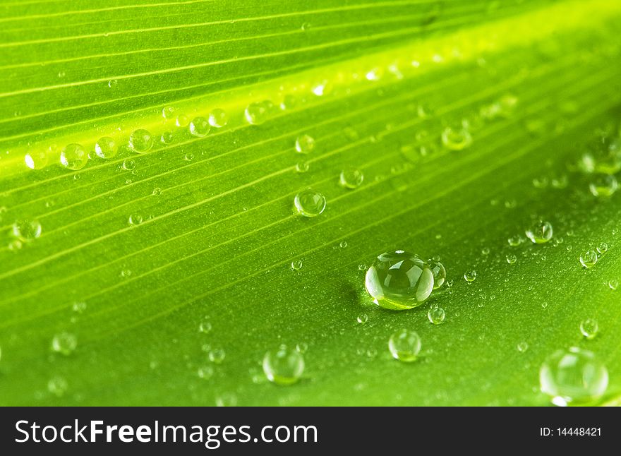 Water drops on green leaf