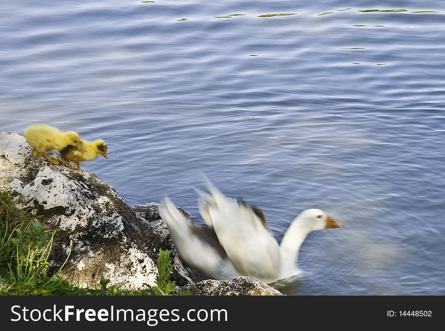 The image shows a family of geese made up of one adult and two calves, about to enter the pond water