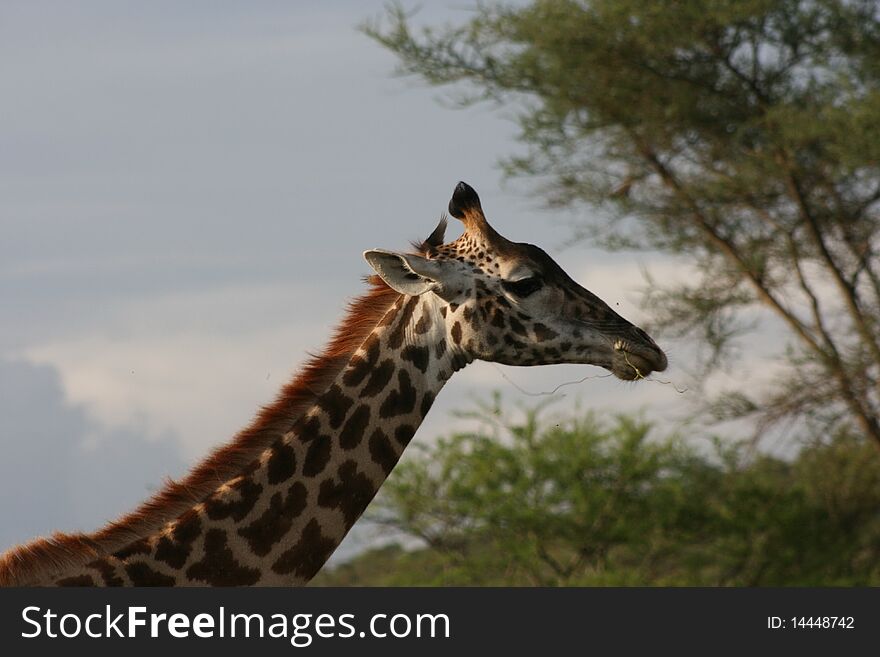 Africa,Tanzania, portrait giraffe who eat sprount of acacia. Africa,Tanzania, portrait giraffe who eat sprount of acacia