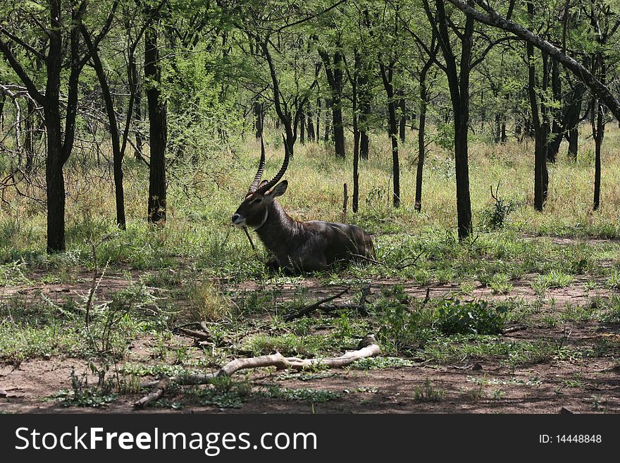 Africa,Tanzania Kobus antelope male with long horn,in the forest. Africa,Tanzania Kobus antelope male with long horn,in the forest