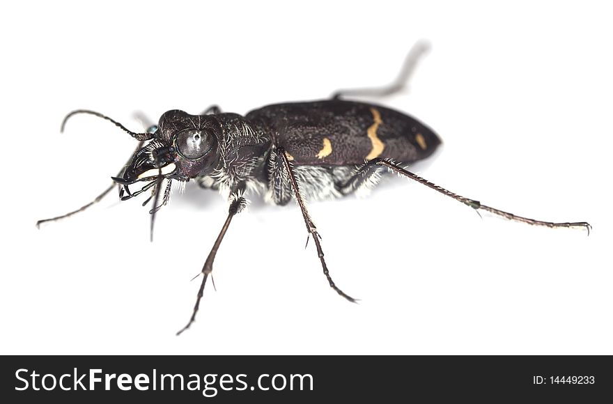 Wood tiger beetle (Cicindela sylvatica) isolated over white.