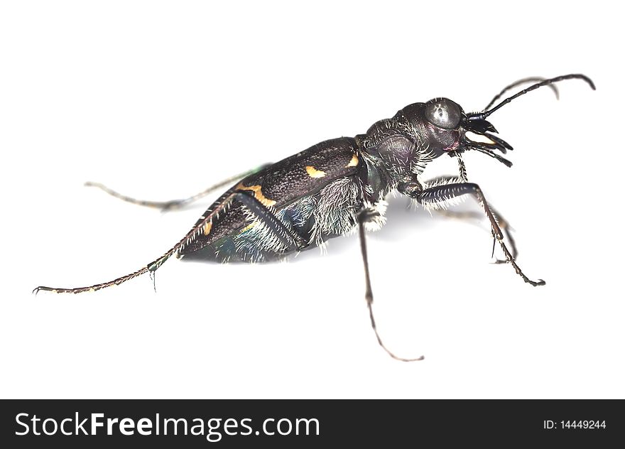 Wood tiger beetle (Cicindela sylvatica) isolated over white.
