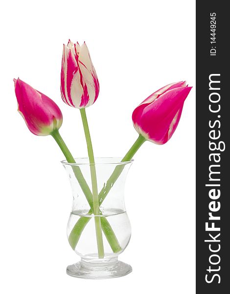 Three pink tulips in a vase isolated on white