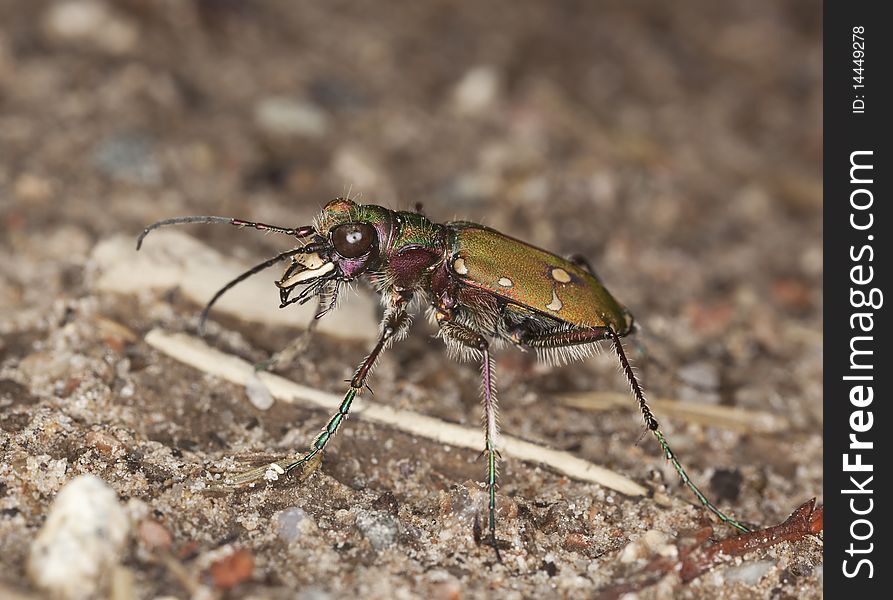 Reen tiger beetle (Cicindela campestris) Macro photo.