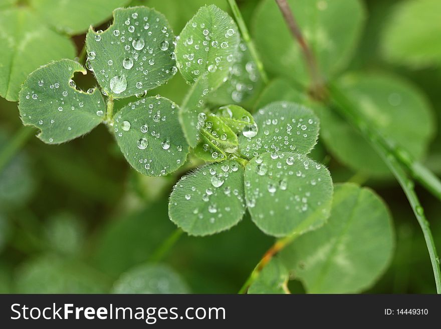 Clover with water drops
