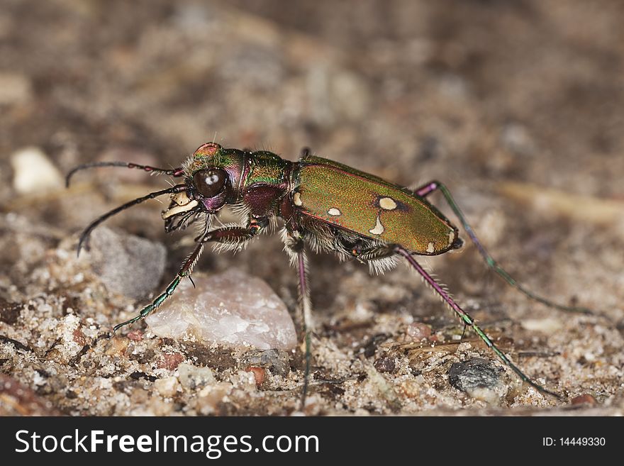 Reen tiger beetle (Cicindela campestris) Macro photo.