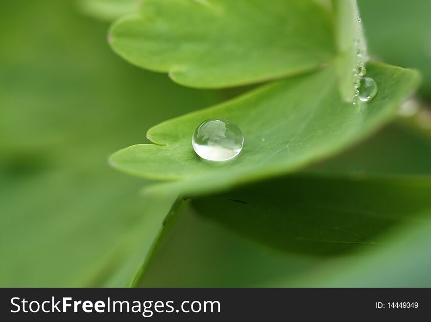 Perfect round raindrop on plant leaf - macro. Perfect round raindrop on plant leaf - macro