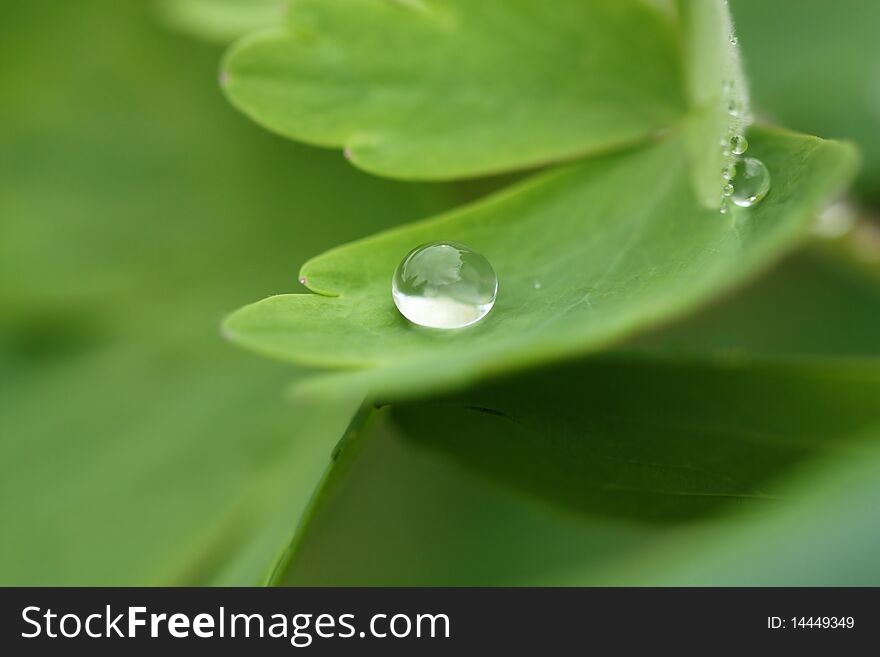 Dewdrop