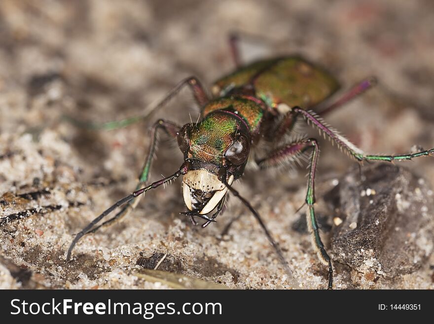Reen tiger beetle (Cicindela campestris) Macro photo.