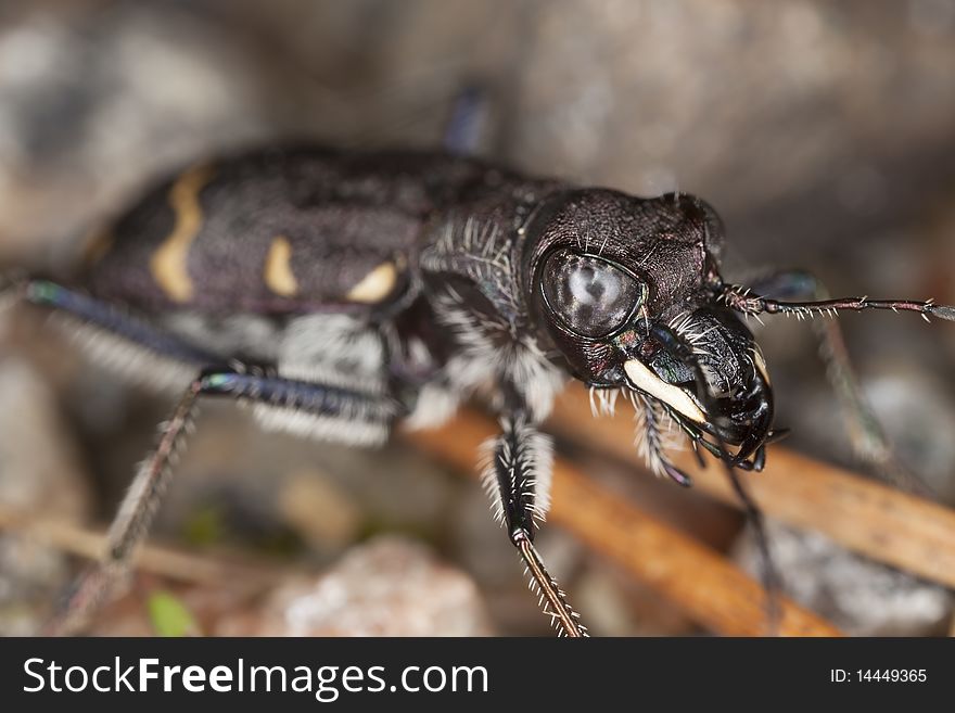 Wood tiger beetle (Cicindela sylvatica) Macro photo.