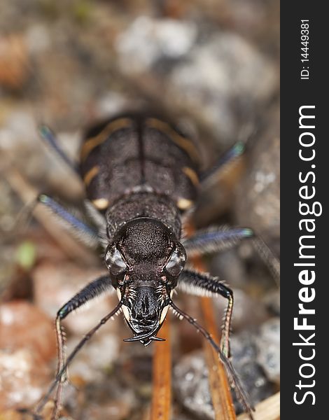 Wood tiger beetle (Cicindela sylvatica) Extreme close-up.