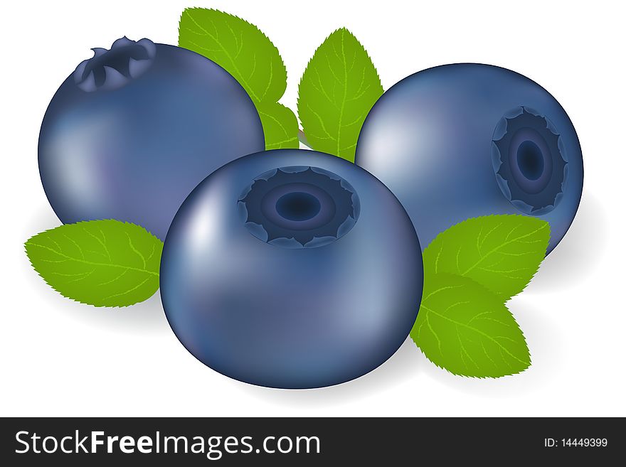 Bilberry With Leaves. Vector