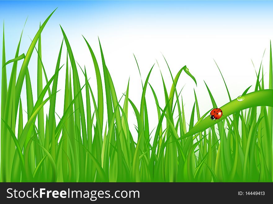 Green Wet Grass With Ladybird. Green Wet Grass With Ladybird