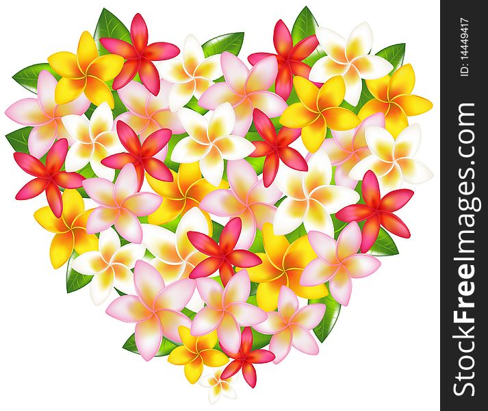 Heart From Colorful Fragipani Flowers, Isolated On White. Heart From Colorful Fragipani Flowers, Isolated On White
