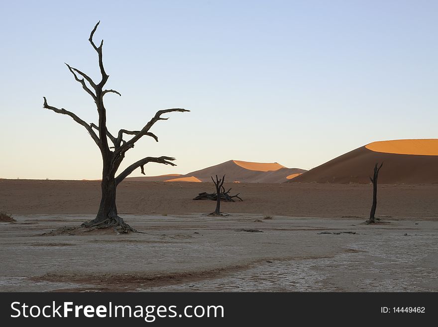 Dead tree and dunes at Dead Vlei at Sossusvlei in Namibia. Dead tree and dunes at Dead Vlei at Sossusvlei in Namibia