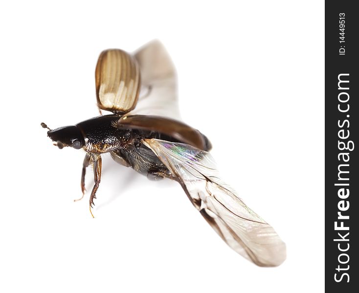 Dung beetle (Aphodius prodromus) isolated on white. Macro photo.