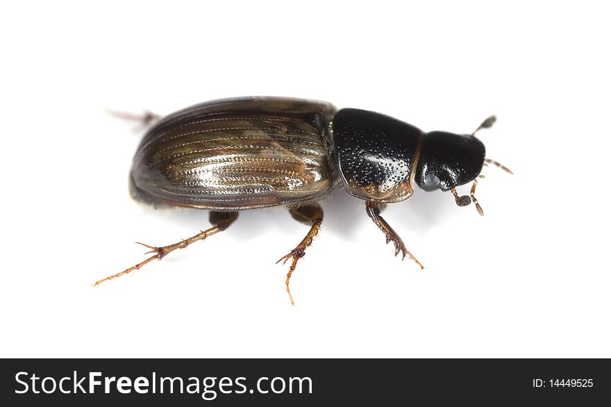 Dung beetle (Aphodius prodromus) isolated on white