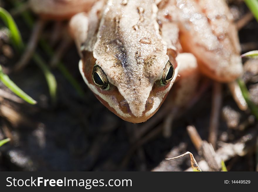 Grass frog - Rana temporaria - looking at the camera