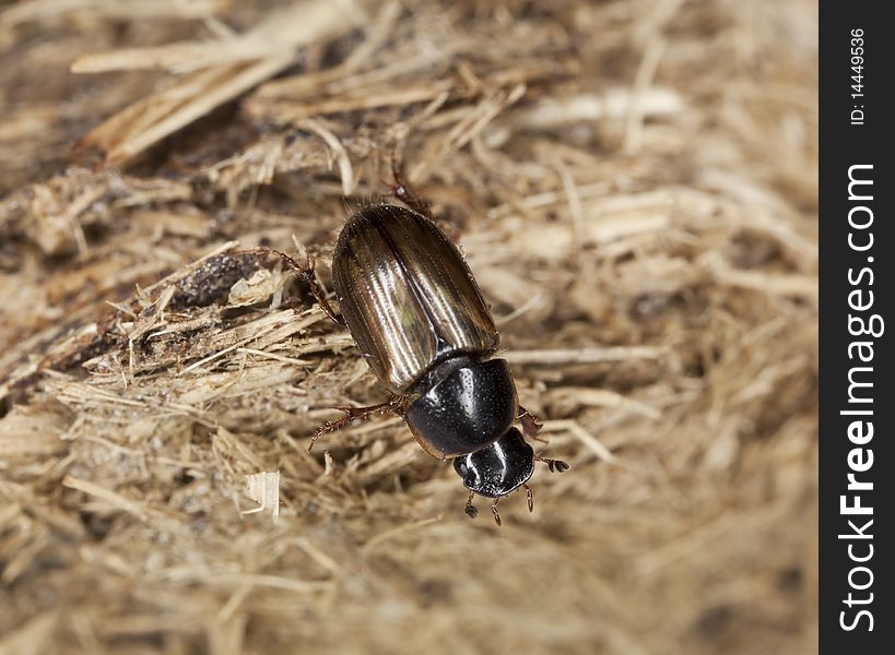 Dung beetle (Aphodius prodromus) on dung. Macro photo.