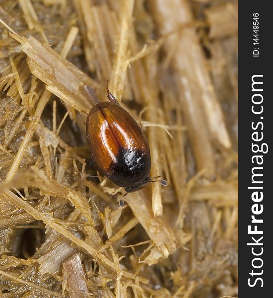 Dung beetle on dung. Macro photo.