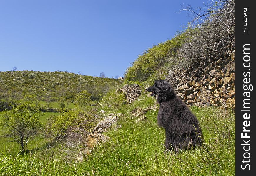 View of Cerdanya at the Pyrenees and afghan dog,  Catalonia, Spain