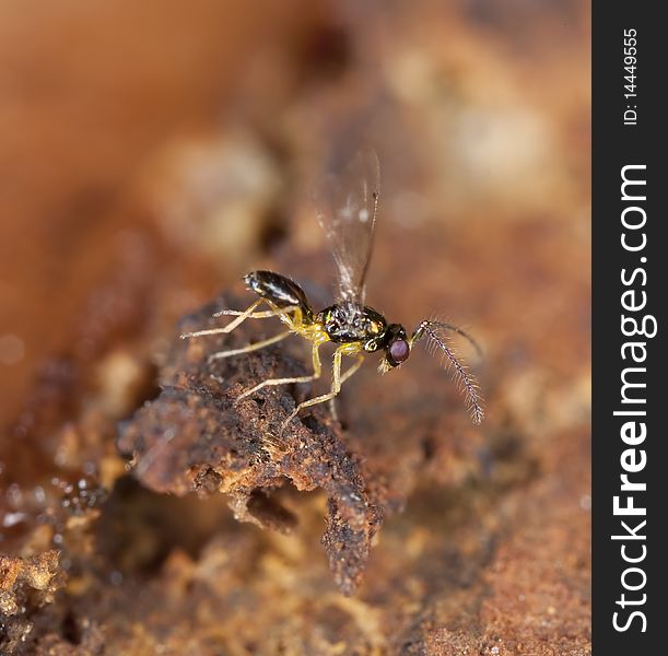 Colorful fly sitting on wood. Extreme close-up with high magnification.