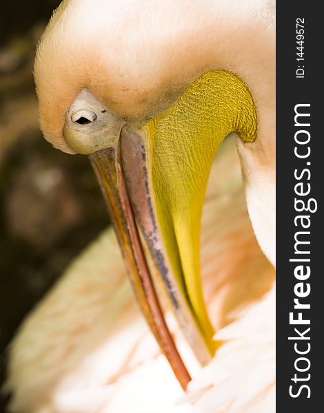 Pelican