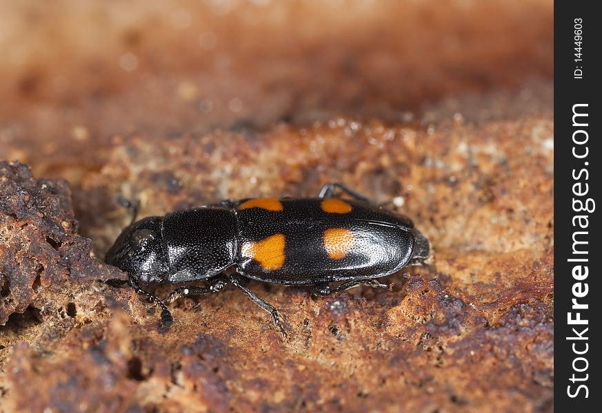 Sap beetle (Glischrochilus hortensis) Macro photo.