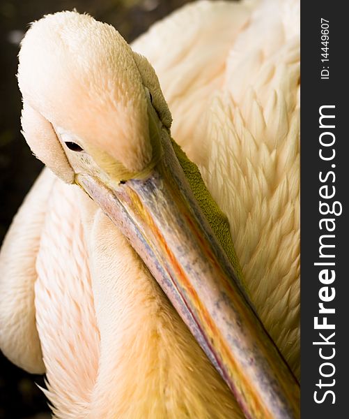 Portrait of a beautiful Pelikan. Portrait of a beautiful Pelikan