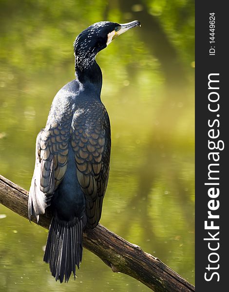 Cormorant fishing in the waters.