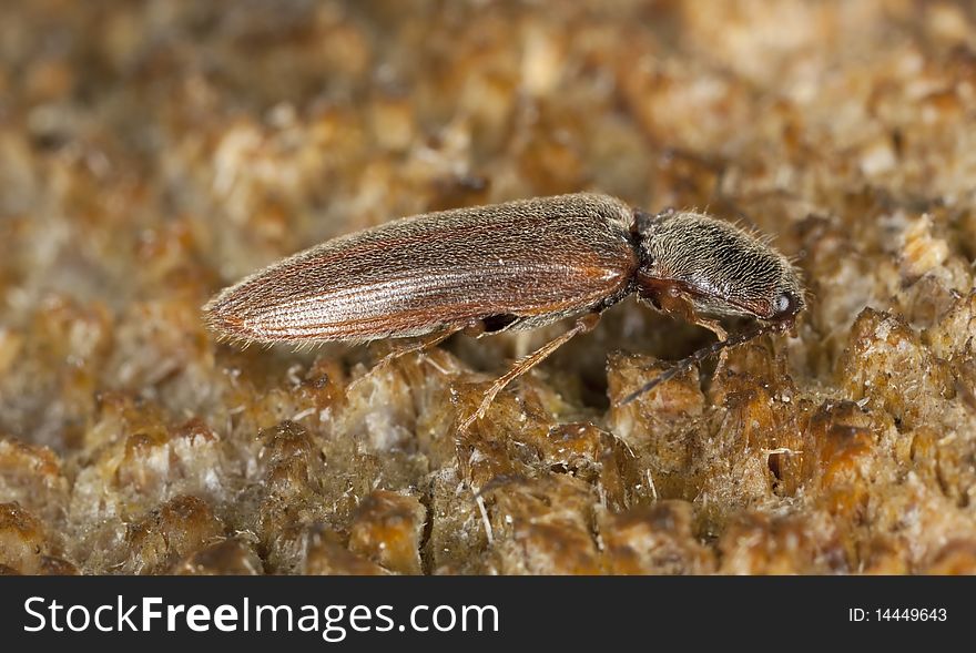 Click Beetle On Wood.