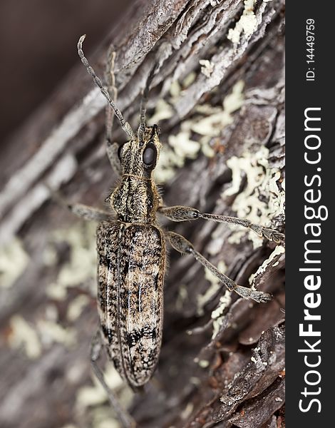 Ribbed pine borer (Rhagium inquisitor) Extreme close-up