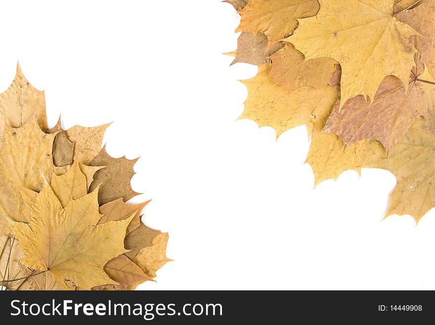 Autumn maple leaves in the form of frames. Isolated on a white background.