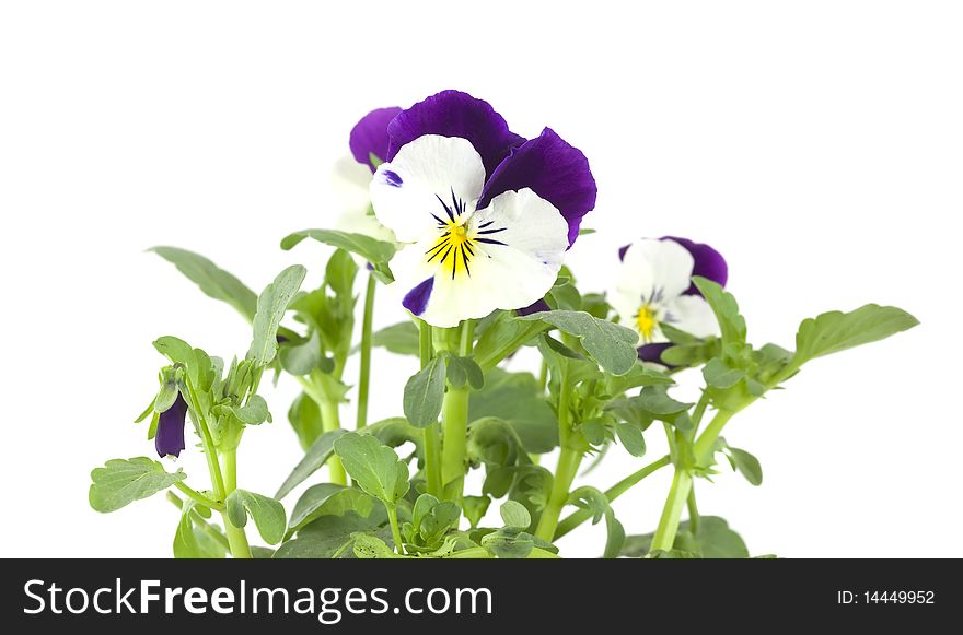 Pansy isolated on white background. Macro photo.