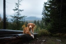 Free Dog In The Forest Lies On A Log. Nova Scotia Duck Tolling Retriever In Nature. Pet Travel Stock Photo - 144419760