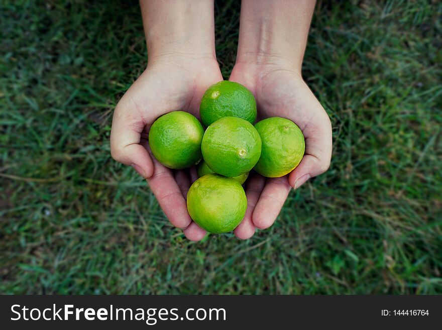 Overhead view of hands holding lime fruits
