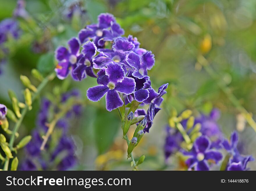 Purple fFlowers in  the summer with backgroud