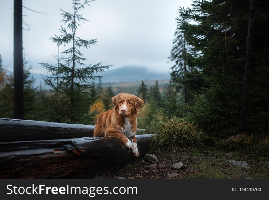 Dog In The Forest Lies On A Log. Nova Scotia Duck Tolling Retriever In Nature. Pet Travel