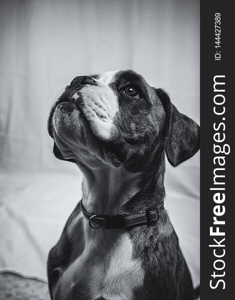 Black And White Image Of A Beautiful Boxer Puppy