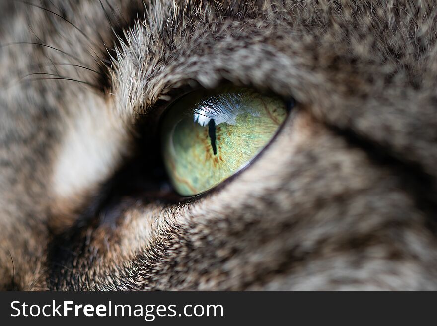 Eye of a cat in close-up, green pupil, grey fur