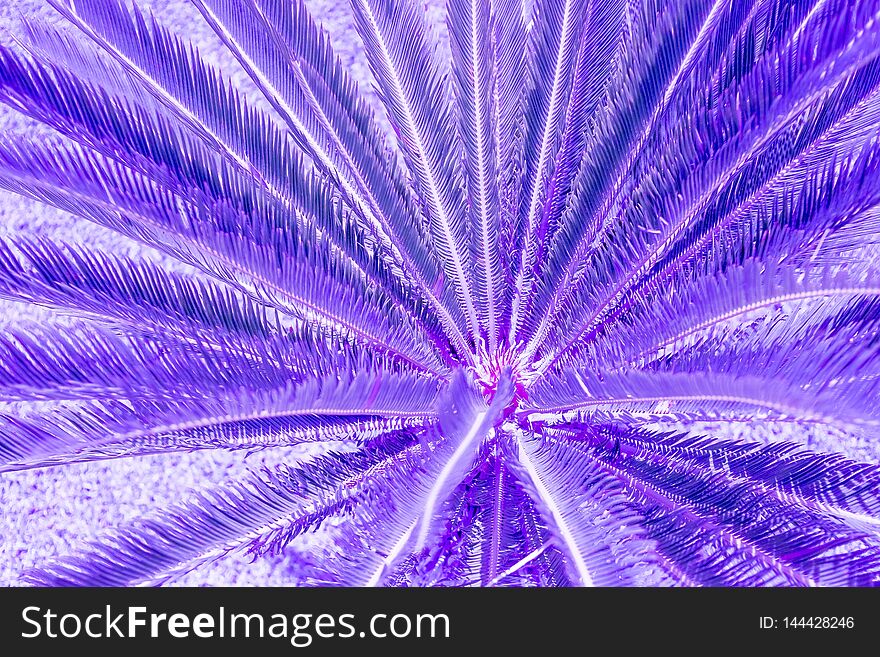 Exotic plant palm leaves close up in duo purple blue gradient tone in vibrant trendy colors. Concept fashion art. Minimal