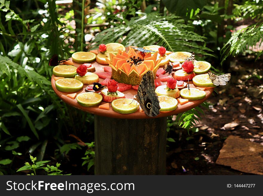 Colorful butterflies eating fruits at Parque das Aves Foz do IguaÃ§u - Brazil