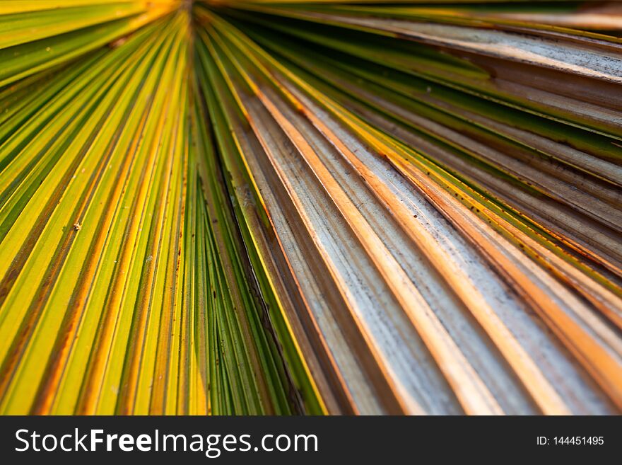 Green Palm Leaf