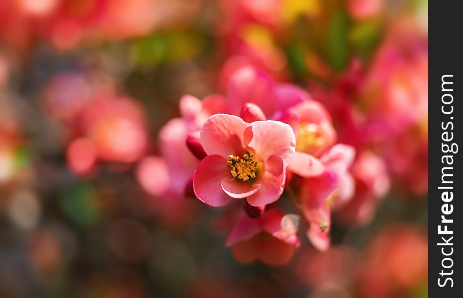 Japanese quince flowers