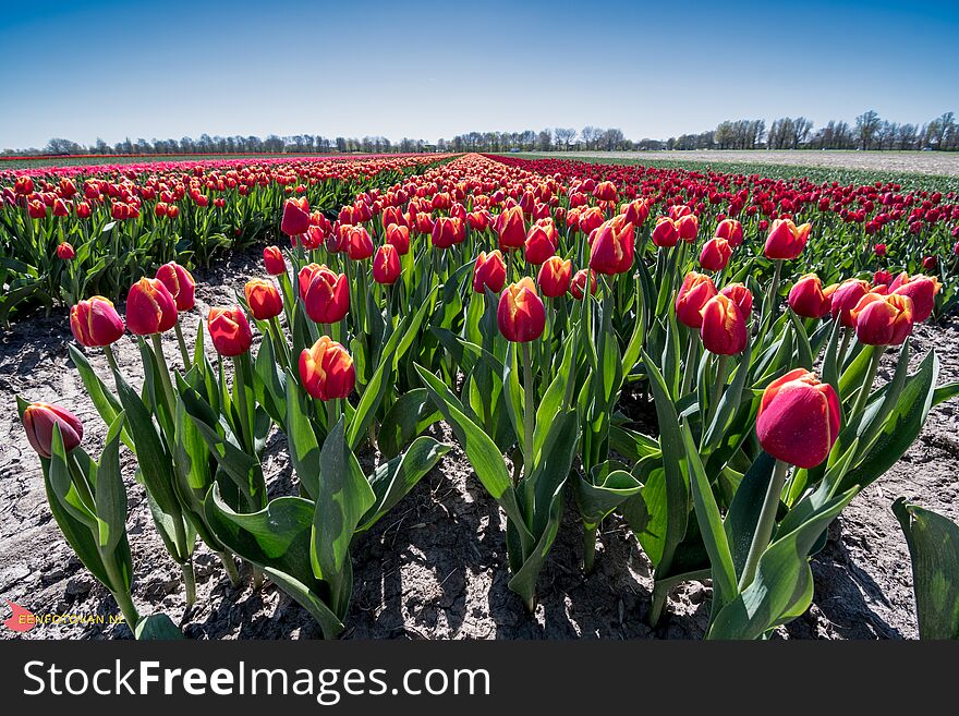 Tulpen velden in west-friesland - tulip fields in the dutch region of west-friesland - long rows as far as the eye can see