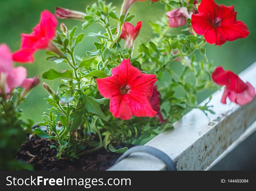 Bright Blue, Purple, Pink Petunia Flowers In Pots On The Balcony