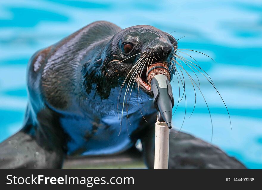 Fur seal sings in a circus microphone.