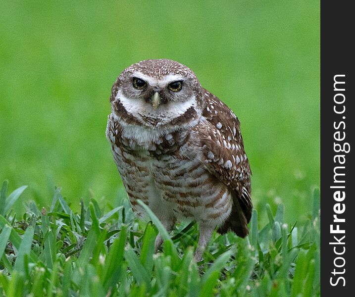 Brown and white spotted burrowing owl with yellow eyes and beak is standing in green grass against a blurred green background. Brown and white spotted burrowing owl with yellow eyes and beak is standing in green grass against a blurred green background.