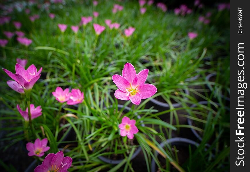 The Pink Rain Lily Flowers Blooming in The Field