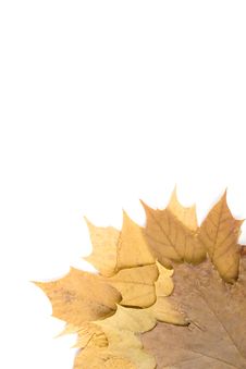 Autumn Maple Leaves Royalty Free Stock Photography Autumn Maple Leaves Royalty Free Stock Photography
